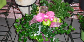Des plantes vivaces disponibles en boutique