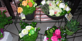 Grand choix de plantes grasse