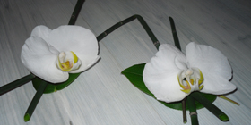Des Orchidées plein les yeux