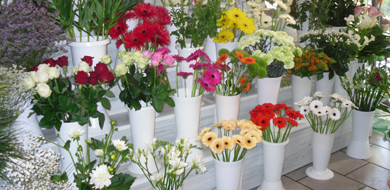Des fleurs coupées, des bouquets, venez choisir ce qui vous plait !